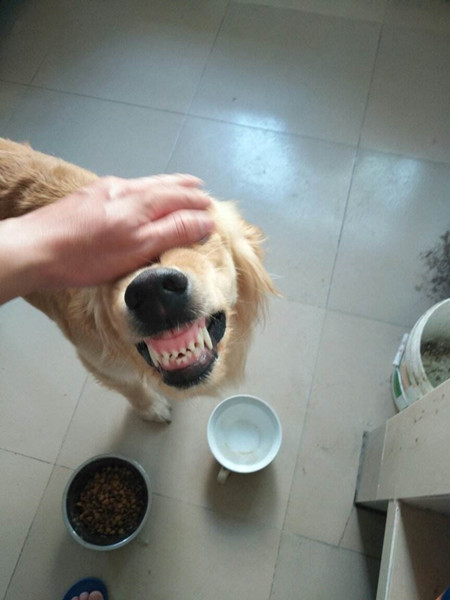 狗狗护食纠正.jpg 狗狗护食纠正.jpg