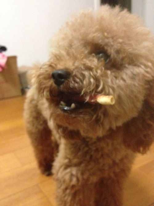 训狗不护食.jpg 训狗不护食.jpg