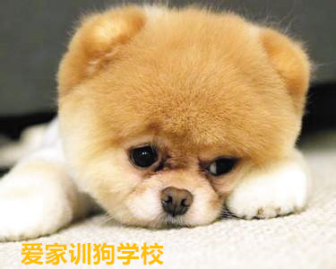 狗狗忧郁症调整.jpg