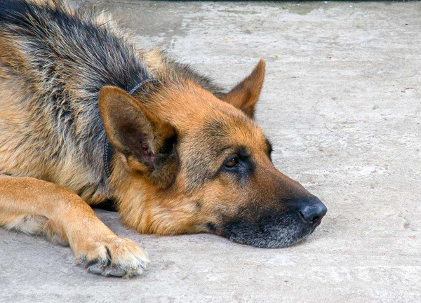 德牧也有忧郁症.jpg 德牧也有忧郁症.jpg