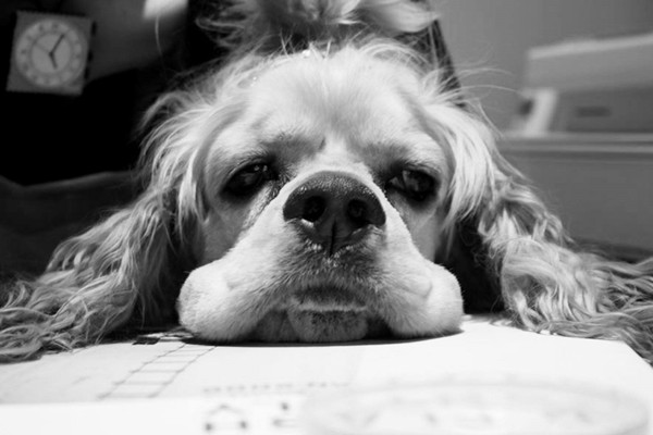 狗狗忧郁症心理问题.jpg 狗狗忧郁症心理问题.jpg