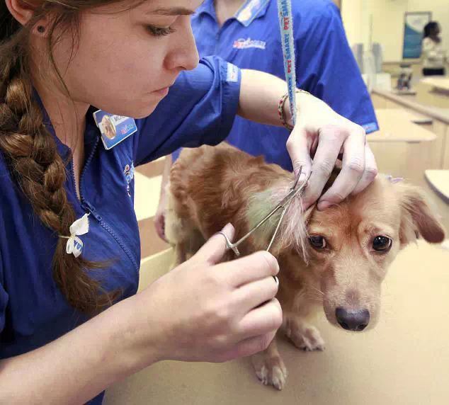 狗狗训练 护理.jpg 狗狗训练 护理.jpg