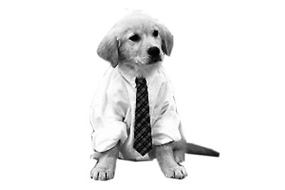 狗狗训练.jpg 狗狗训练.jpg