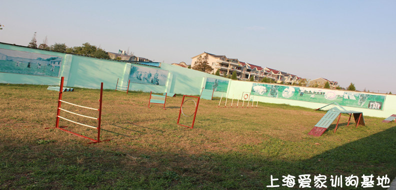 训狗学校,上海爱家训狗学校.jpg 训狗学校,上海爱家训狗学校.jpg