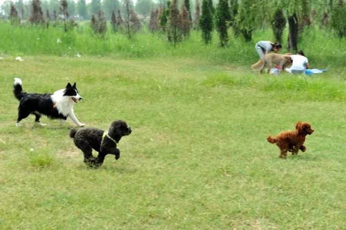 宠物公园.jpg 宠物公园.jpg