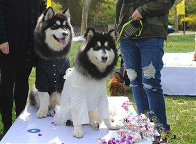 宠物活动培训.jpg 宠物活动培训.jpg