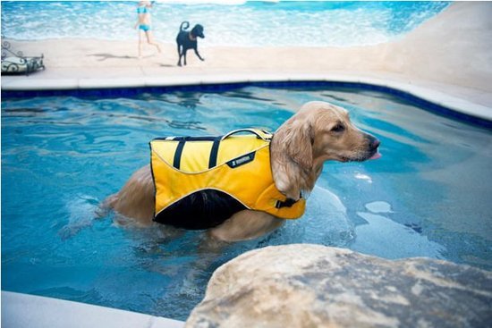 狗狗训练.jpg 狗狗训练.jpg