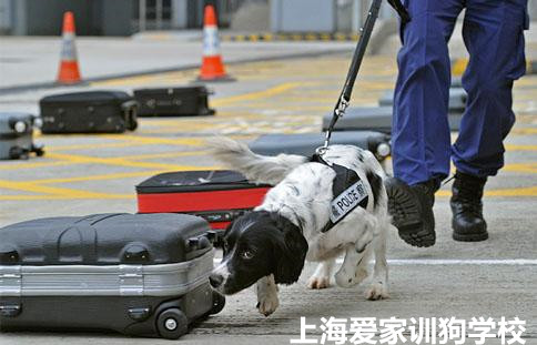 警犬训练.jpg