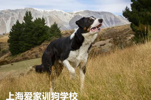 上海训犬学校.jpg