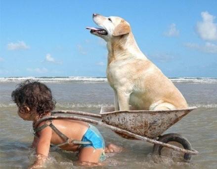 狗狗训练.jpg 狗狗训练.jpg