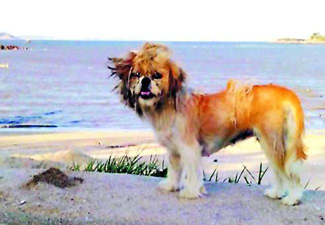 流浪狗狗.jpg 流浪狗狗.jpg