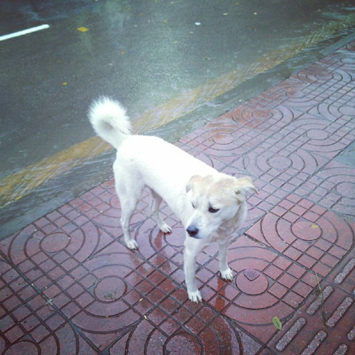 流浪狗狗收留提供.jpg 流浪狗狗收留提供.jpg