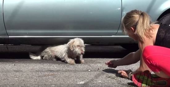 救助流浪狗狗.jpg 救助流浪狗狗.jpg