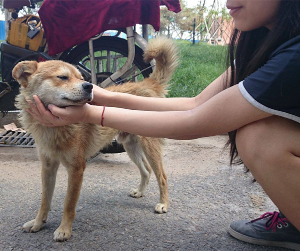 收留流浪狗狗.jpg 收留流浪狗狗.jpg