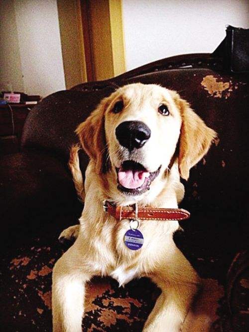 寻找狗.jpg 寻找狗.jpg