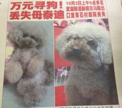 找狗.jpg 找狗.jpg