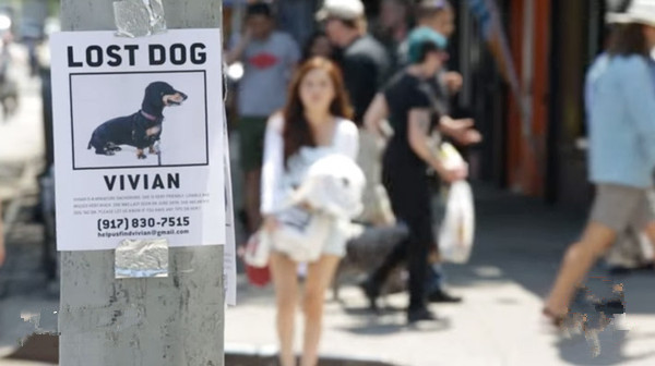 寻狗.jpg 寻狗.jpg