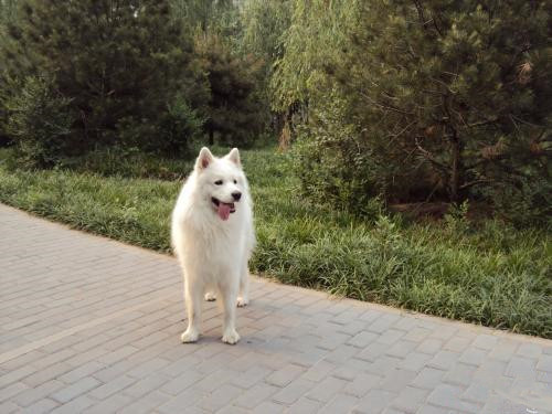 狗狗跑丢.jpg 狗狗跑丢.jpg