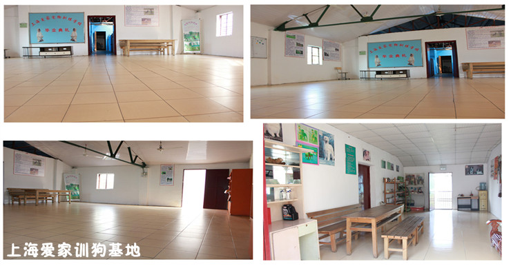 爱家训狗基地内景.jpg 爱家训狗基地内景.jpg