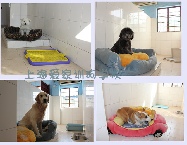 狗狗宿舍环境6_副本.jpg 狗狗宿舍环境6_副本.jpg