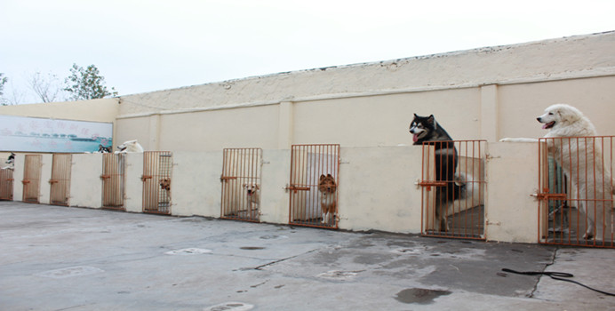 爱家训狗基地,爱家狗狗培训.jpg 爱家训狗基地,爱家狗狗培训.jpg