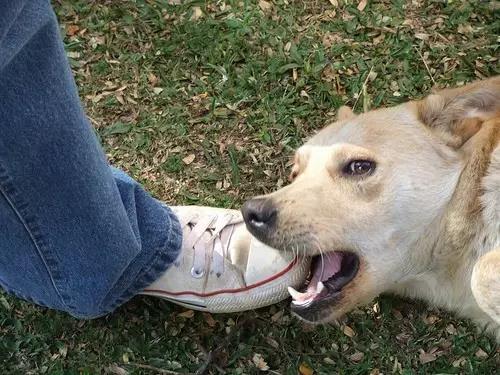 训狗基地.jpg 训狗基地.jpg