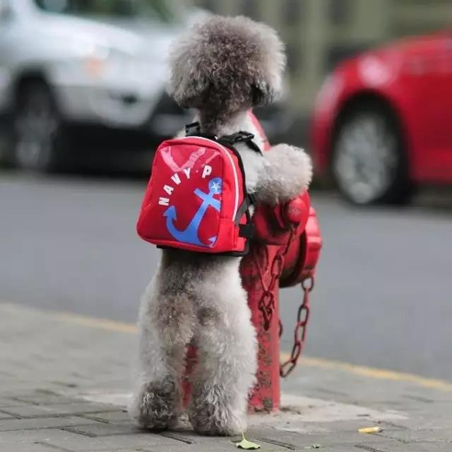 宠物学校.jpg 宠物学校.jpg