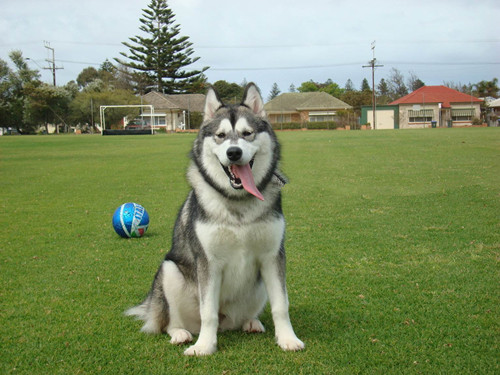 训狗基地,阿拉斯加犬训练,专业阿拉斯加训练.jpg 训狗基地,阿拉斯加犬训练,专业阿拉斯加训练.jpg