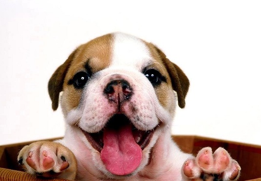 训犬,训犬中心.jpg 训犬,训犬中心.jpg