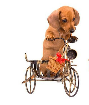 训犬，训犬基地.jpg