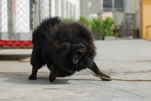 训练藏獒犬,专业训练藏獒犬.jpg 训练藏獒犬,专业训练藏獒犬.jpg