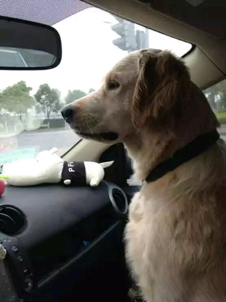 训狗学校,狗狗坐车.jpg 训狗学校,狗狗坐车.jpg