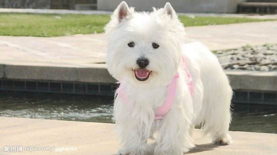 西高地专业训练,训练西高地犬.jpg 西高地专业训练,训练西高地犬.jpg