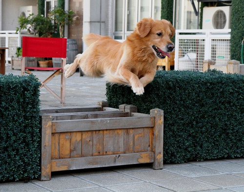 宠物训练,狗狗训练中心,上海狗狗中心.jpg 宠物训练,狗狗训练中心,上海狗狗中心.jpg