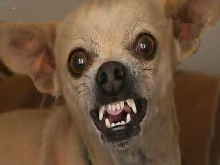 训狗不护食,狗狗训练.jpg 训狗不护食,狗狗训练.jpg