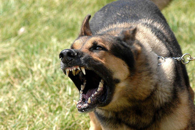 训狗不咬人,训狗中心,.jpg 训狗不咬人,训狗中心,.jpg