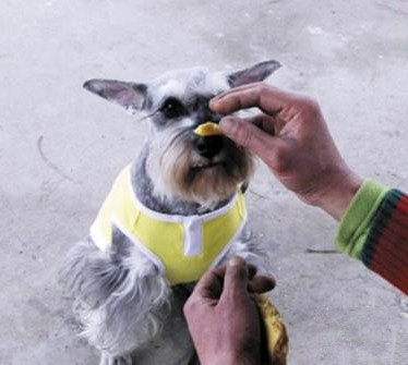 狗狗培训.jpg 狗狗培训.jpg