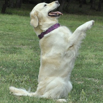 狗狗培训学校.jpg 狗狗培训学校.jpg