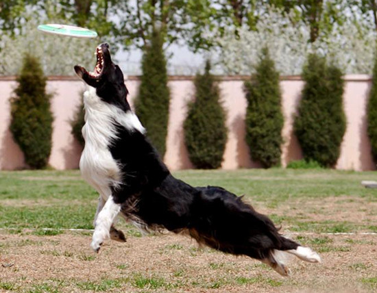 边境牧羊犬训练,训练边境犬.jpg 边境牧羊犬训练,训练边境犬.jpg