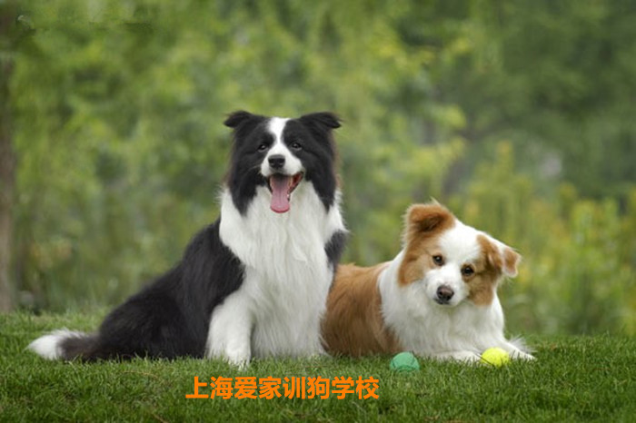 训狗学校.jpg 训狗学校.jpg