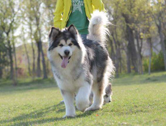 阿拉斯加犬训练.jpg 阿拉斯加犬训练.jpg