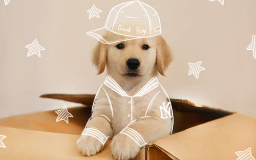 狗狗培训中心,.jpg 狗狗培训中心,.jpg