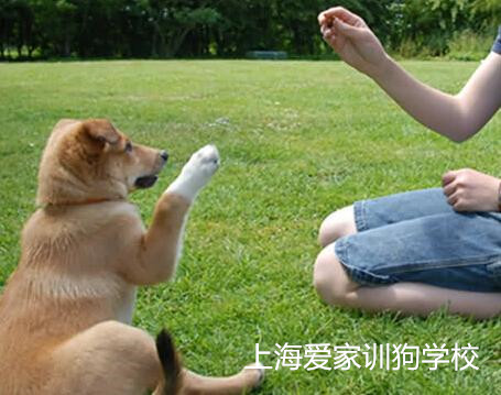 小狗训练，训练狗狗，.jpg