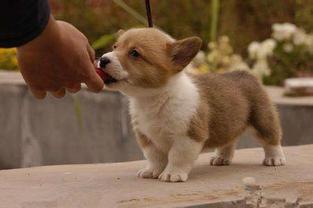 训练狗狗不挑食.jpg 训练狗狗不挑食.jpg