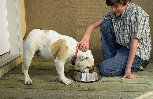 怎样让狗狗不挑食.jpg 怎样让狗狗不挑食.jpg