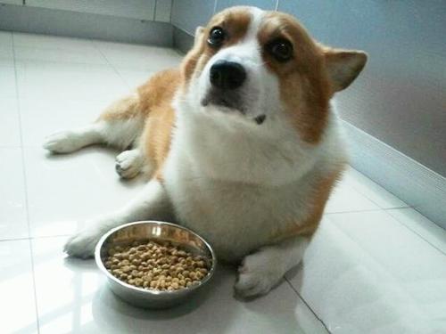 狗狗挑食.jpg 狗狗挑食.jpg