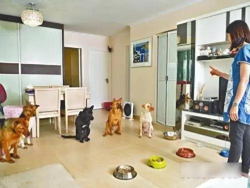 家里训狗.jpg 家里训狗.jpg