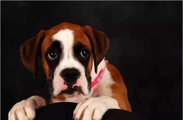 狗狗训练性格培养.jpg 狗狗训练性格培养.jpg