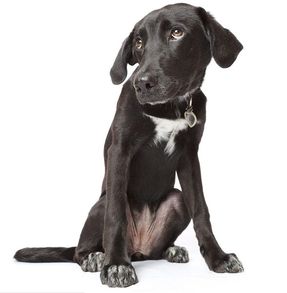 狗狗性格培养.jpg 狗狗性格培养.jpg