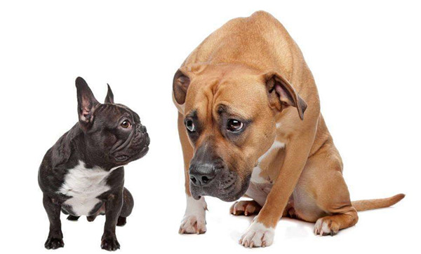 狗狗培训性格培养.jpg 狗狗培训性格培养.jpg